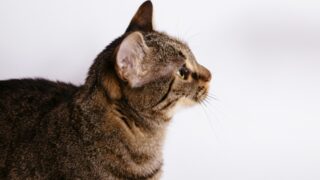 本格的に健康を意識したのはカイロプラティクの講習を受けてから